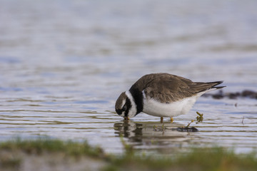 Grand Gravelot (Charadrius hiaticula - Common Ringed Plover)