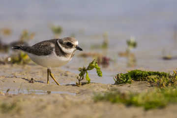 Grand Gravelot (Charadrius hiaticula - Common Ringed Plover)