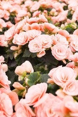 Pink begonia in a greenhouse.