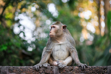 monkey