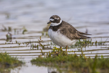 Grand Gravelot (Charadrius hiaticula - Common Ringed Plover)