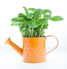 watering can with fresh basil © Aurelio