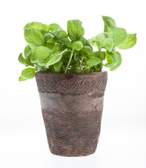 Potted fresh basil plant. Isolated..
