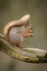 Naklejka premium Red Squirrel