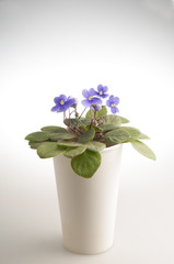 Purple violet flowers in a pot