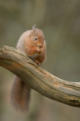 Red Squirrel