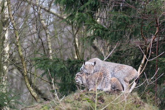 Luchspaarung 1