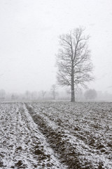 Winter on the field, Poland.