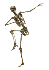 Human Skeleton