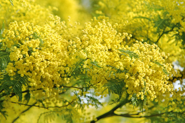 Mimose fiorite simbolo otto marzo