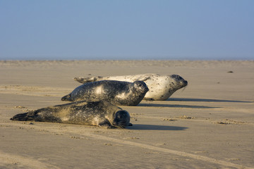 Les phoques de la côte Picarde en Baie d'Authie, à Berck-sur-m © Alonbou