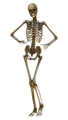 Human Skeleton