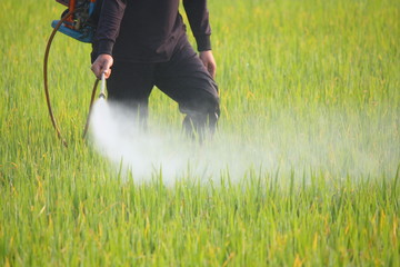 farmer spraying pesticide in the rice field