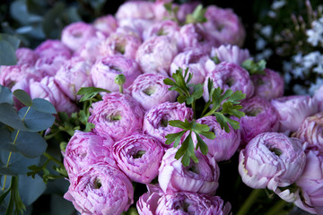 Plante grimpante à l'entrée d'une vieille maison