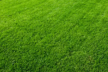 Keuken foto achterwand Lente Groen gras