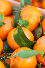Frische mandarinen clementinen Orangen mit frischen grünen blä
