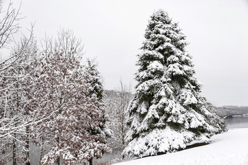 Obraz premium Snow covered trees along the shoreline of a lake