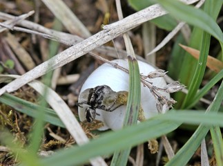 Männliche Kreuzspringspinne am Schneckenhausnest