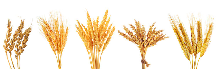 set of various wheat ears