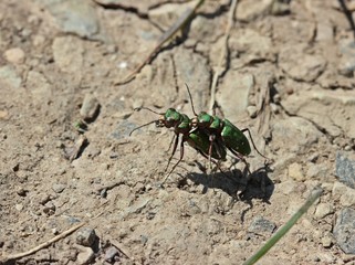 Feldsandläufer bei der Paarung