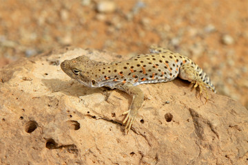 lézard moucheté , Arch national park, Arizona