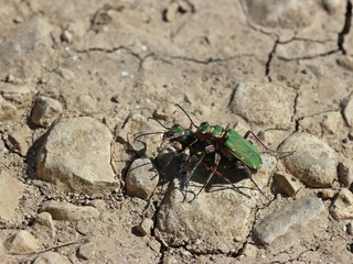 Feldsandläufer bei der Paarung