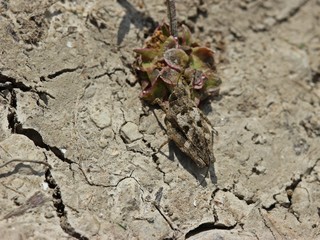 Langfühler-Dornschrecke (Tetrix tenuicornis)