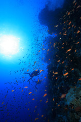 Fototapeta na wymiar Kolorowe ryby i nurków w morzu czerwonym
