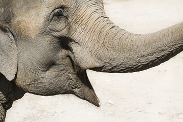 Elephant head, close up