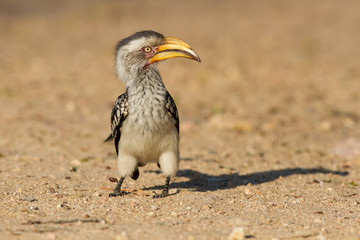 Yellow billed hornbill standing on ground looking and begging fo
