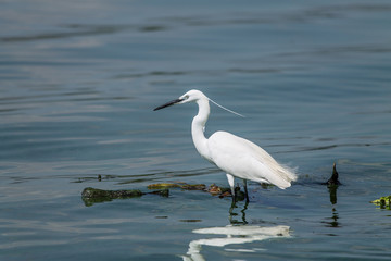 White Heron feeding at Hartebeespoort Dam