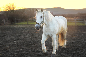 white horse in sunset