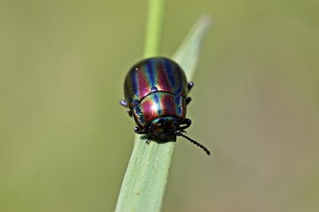 Regenbogen-Blattkäfer (Chrysolina cerealis) © Schmutzler-Schaub