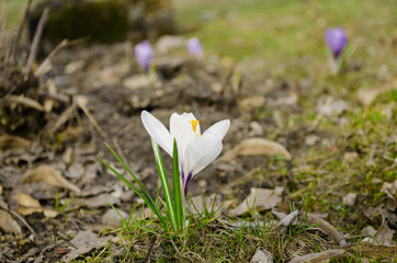 crocus flower grow in dry land spring