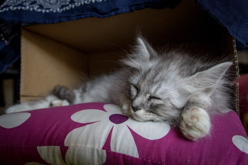 Chaton Tigré