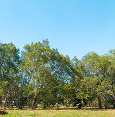 Obraz premium Green spring park with different trees