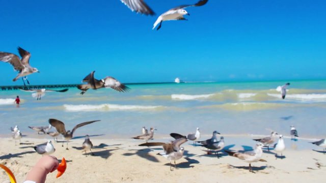 Feeding seagulls on a Yucatan Beach