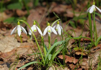 Snowdrops