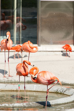 Pink flamingos vertical