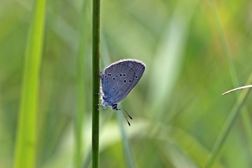 Zwergbläuling (Cupido minimus)