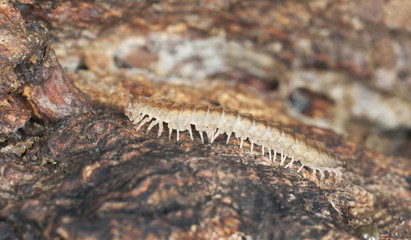 Millipede on wood
