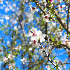 Almond tree