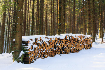 winter forest, Rusinowa Polana, High Tatras, Poland © dziewul
