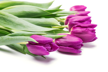 Obraz premium Purple tulips isolated on white background
