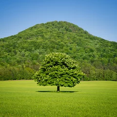 Foto op Plexiglas Lone green horse chestnut tree in spring © VOJTa Herout