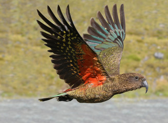 Fototapeta premium Kea - New Zealand wildlife NZ NZL