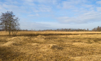 Obraz premium Reed bed with trees in winter