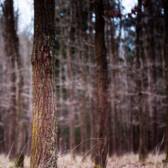 Fototapeta premium Winterwald ohne Schnee