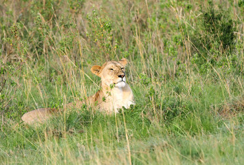 A lioness resting on the grasses