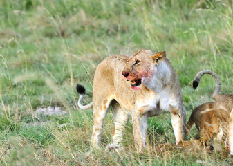 A lioness and cubs